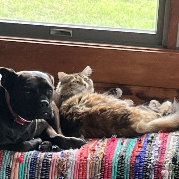 Meet your Posher, Cat - Picture 6 of 11